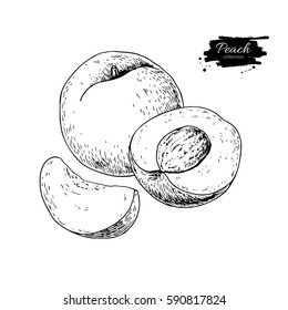 Peach vector drawing. Isolated hand drawn peach and sliced pieces.  Summer fruit engraved style illustration. Detailed vegetarian food sketch. Great for label, poster, print, menu