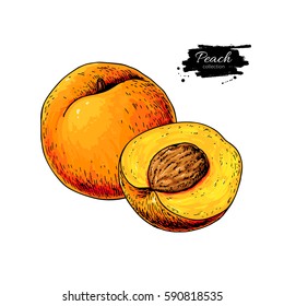 Peach vector drawing. Isolated hand drawn peach and sliced pieces.  Summer fruit artistic style illustration. Detailed bright vegetarian food. Great for label, poster, print, menu