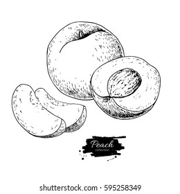 Peach vector drawing. Isolated hand drawn peach and sliced pieces.  Summer fruit engraved style illustration. Detailed vegetarian food sketch. Great for label, poster, print, menu