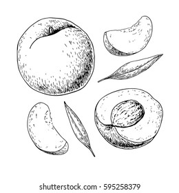 Peach vector drawing. Isolated hand drawn full and sliced pieces set.  Summer fruit engraved style illustration. Detailed vegetarian food sketch. Great for label, poster, print