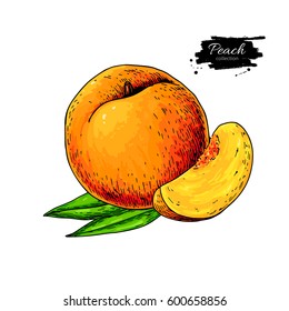 Peach vector drawing. Isolated hand drawn peach, sliced pieces and leaves.  Summer fruit artistic style illustration. Detailed bright vegetarian food. Great for label, poster, print, menu