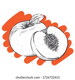 Peach vector. Engraved organic food hand drawn sketch engraving illustration. Peach isolated on colourful background.