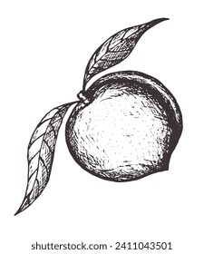 Peach vector freehand pencil drawn sketch. Illustration of peaches bunch on branch with leaves. Part of set of fruits sketchy drawings.