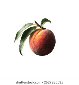 Peach vector illustratio| Peach vector