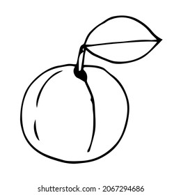 Peach vector illustration, hand drawing doodle