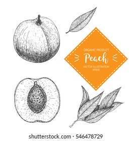Peach vector illustration. Hand-drawn design element. A fruit drawn in vintage style