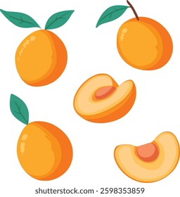 Peach Vector Illustration, Isolated on White Background.
