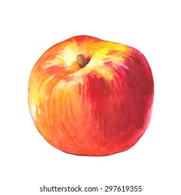 Peach. Vector illustration with watercolor fruit. Watercolor picture of a painting technique. Fresh organic food. 