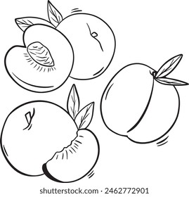 Peach vector set - Apricot illustrations in hand drawn doodle style-  Black line art drawing on white- Whole peaches, sliced peaches, slices with leaves - 