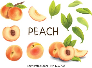 Peach vector set with leaf,  peach illustration, peach hand drawn isolate white background, fruit illustration, food vegetarian. 