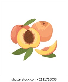 Peach vector.Peach on a white background. Peach whole and half. Fresh cartoon fruit.