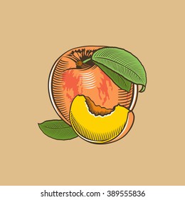 Peach in vintage style. Colored vector illustration