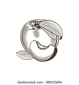Peach in vintage style. Line art vector illustration