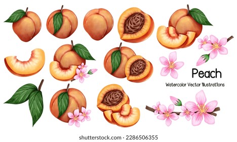 Peach  water color vector illustration