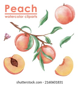 Peach Watercolor Clipart Hand-drawn Illustration