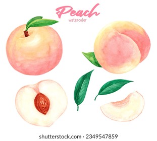 Peach watercolor hand painting illustration set