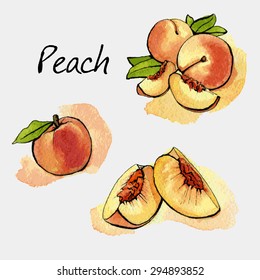 Peach. Watercolor painting on white background. Vector illustration