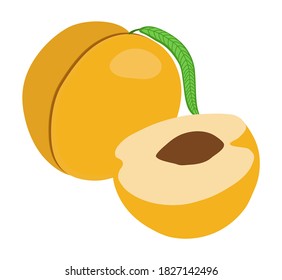 Peach whole and cut in half. Isolated fruit on white background. Vector illustration.