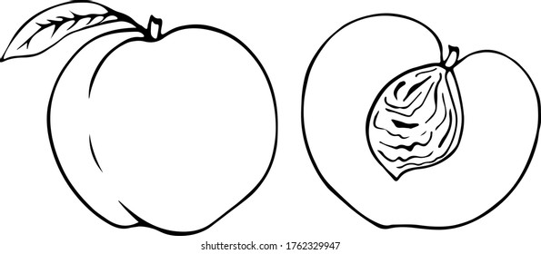 peach whole and cut with a leaf on a white background. monochrome vector illustration.