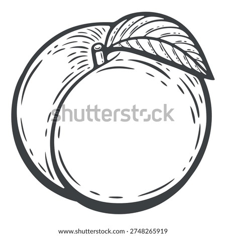 Peach whole one, ripe, with leaf, black and white illustration, engraving isolated