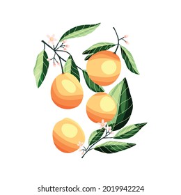 Melocotones y albaricoques en ramas arbóreas. Frutos de verano tropicales aislados, sobre una ilustración de color blanco y abstracto dibujada a mano. 