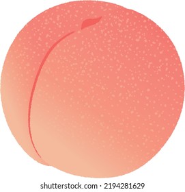Peaches are divided into two groups based on the color of the flesh. Yellow peach has yellow flesh and is mainly used for processing.