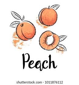 Peaches fruit handdrawn design template. Botanical fruit illustration. Vector illustration realistic sketch.