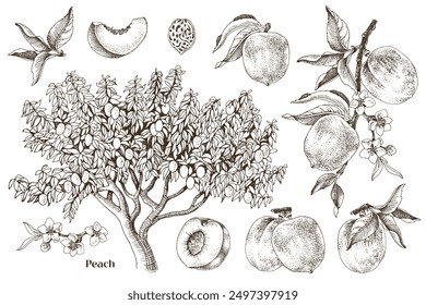 Peaches hand drawn vector set