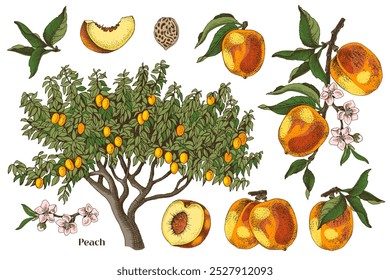 Melocotones dibujados a mano conjunto de Vector