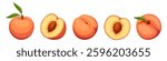 Peaches isolated on a white background. Set of vector illustrations. Hand-drawn illustration, not AI