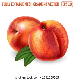 Peaches with leaves on a white background.