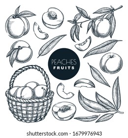 Peaches on branch and in basket, sketch vector illustration. Sweet fruits harvest, hand drawn garden agriculture and farm isolated design elements.