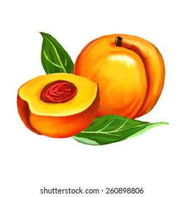 peaches set  vector illustration  hand drawn  painted watercolor