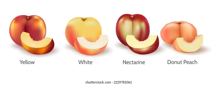 Peaches varietes. Realistic nectarine yellow white donut peach set whole and sliced segment closeup on white, vector nectarines isolated pieces