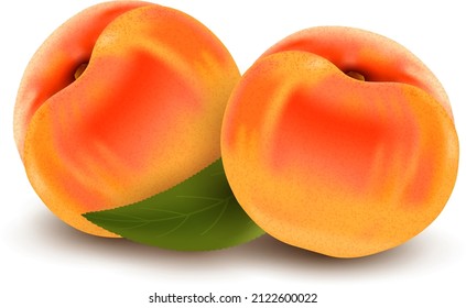 Peaches. Vector illustration. isolated on white background