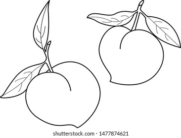peaches vector line work illustration 