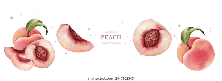 Peaches watercolor vector on white background. Suitable for invitations, banner, poster, background or decorative.