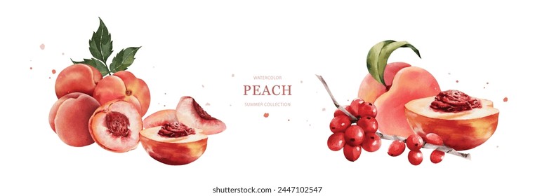 Peaches watercolor vector set on white background. Suitable for invitations, banner, poster, background or decorative.