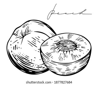 Peaches, whole and half, hand drawn vector
