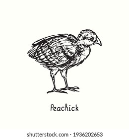Vista lateral Peachick. Dibujo de doodle en blanco y negro con tinta en el estilo de contorno de carpintería. Ilustración del vector