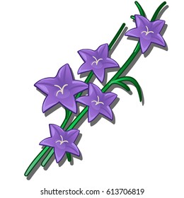 Peach-leaved bellflower (Campanula persicifolia) isolated on white background. Vector cartoon close-up illustration.