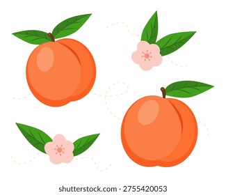 Peach.Vector set of fresh peaches and pink blossoms with green leaves. Isolated on white background. Perfect for juice packaging, organic food, and summer harvest designs.