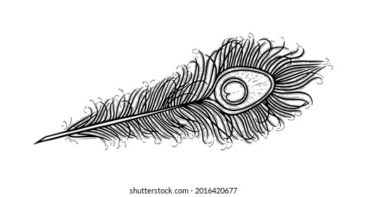 Peackock feather and an eye  Exotic bird feather isolated in white background  Hand drawn vector illustration