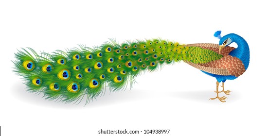 peacock