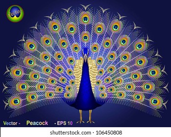 peacock