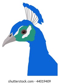 peacock