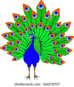 peacock