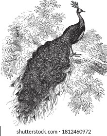 Animal de pavo real, del Diccionario de Palabra y Cosas, 1888.