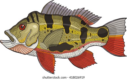 Peacock Bass