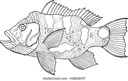 peacock bass